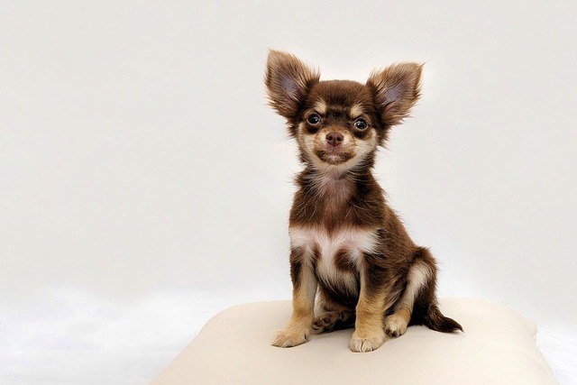 Can a vaccinated dog get distemper?