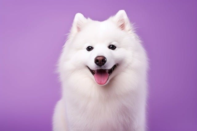 Why do dogs always like to lick their noses