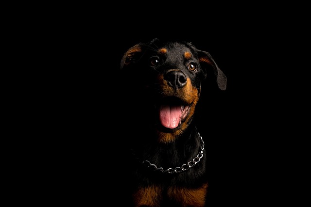 How to treat heat stress in dogs?