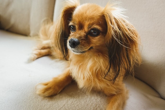 how to make puppy nails less sharp