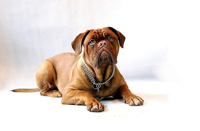 Can you tell if a dog has a fever by touch?