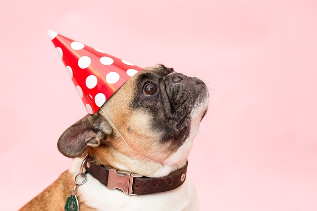 How to keep my senior dog healthy