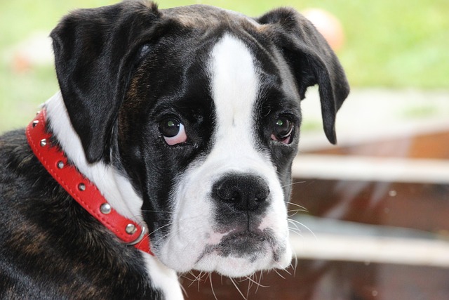 Which dog is easier to potty train?