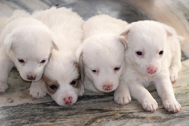 What are the Precautions for Feeding Pomeranian Puppies