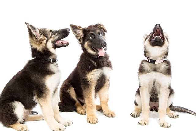 How to train timid dogs
