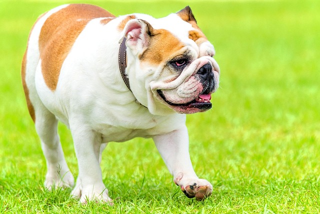How long does a dog skin infection last?