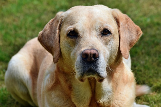How do you cut a dog's nails for beginners