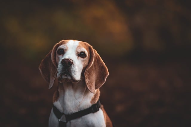 At what age do Labradors slow down?