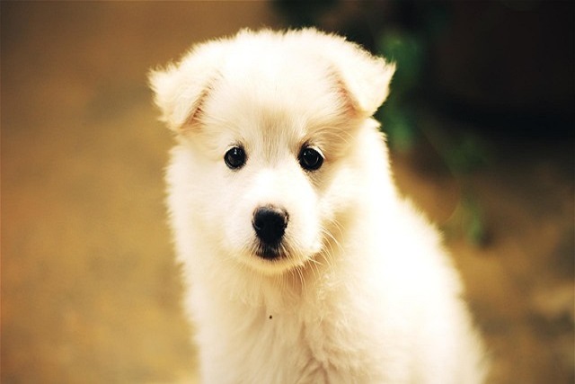 When can puppies start training