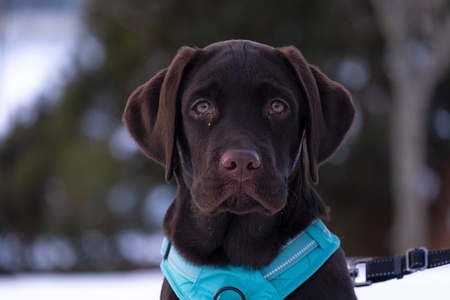 What food is good for dogs with distemper?