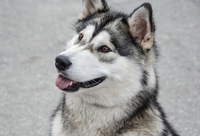 How to correct a dog barking at its owner