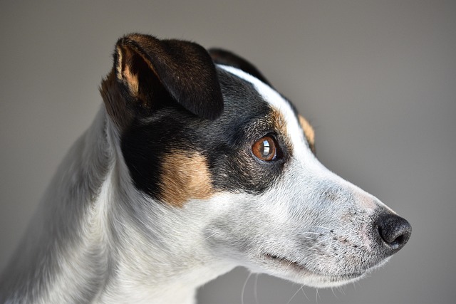 How do I train my dog to go to the bathroom in a certain spot?