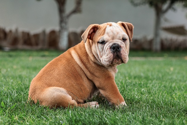 How to teach a dog to fetch and return?