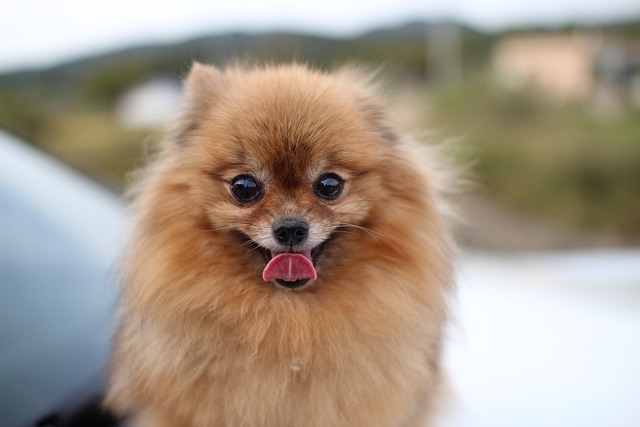 How do I train my dog to come back home?