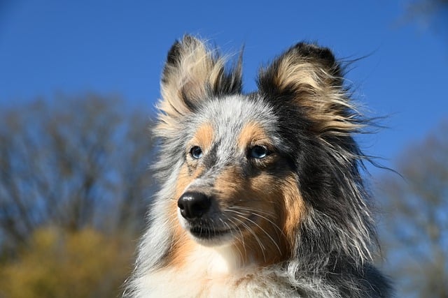 Ringworm symptoms in German Shepherds?