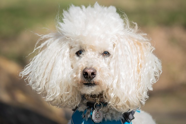 Do Poodles have a high IQ?