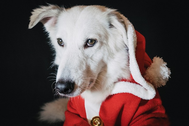 What causes cataracts in dogs?