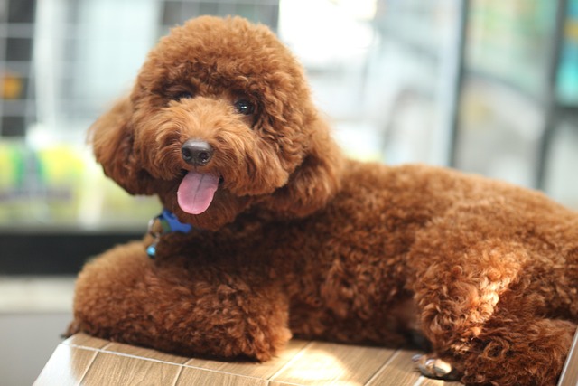 Why are Poodles so clingy?