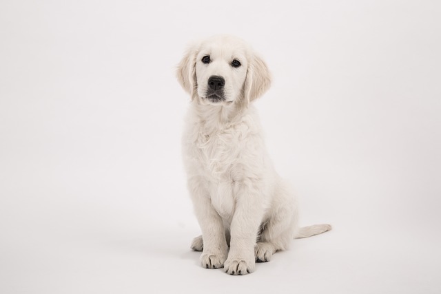 How can I grind my dog's nails at home