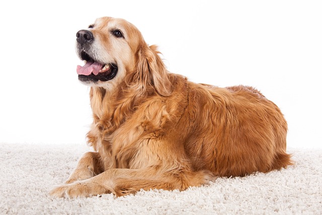 What should I do if my dog keeps having diarrhea repeatedly