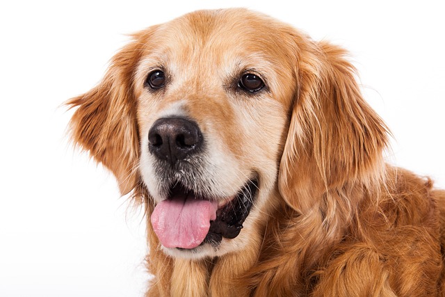 What causes red eyes in dogs