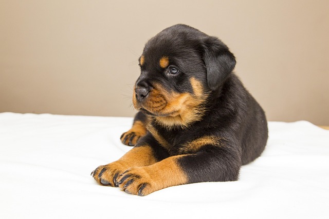 Reasons Why Dogs Like Squeaky Toys?