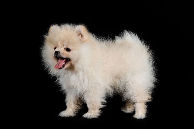 What dog breed is best at fetch?