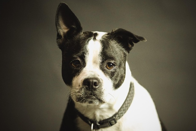 How do I stop my dog from trashing the house?