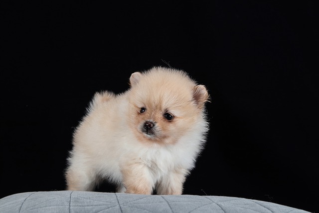 At what age is a Pomeranian no longer a puppy?