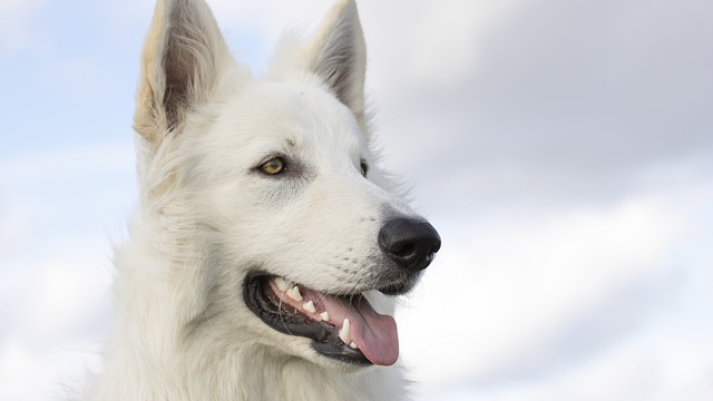 How do you fix patellar luxation in dogs?