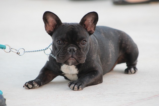 Is milk good for dogs with distemper?