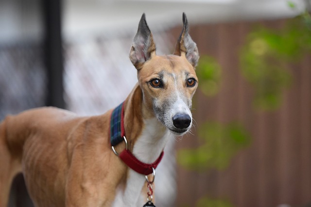Can dogs grow out of luxating patella?