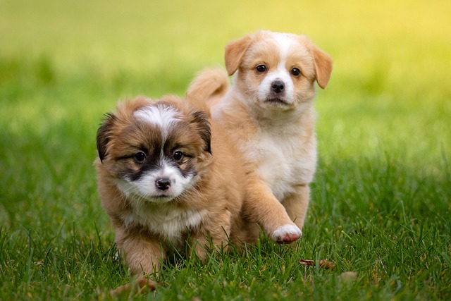 How to discipline a dog that doesn't listen?