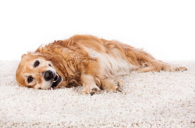 How do you clean up a dog with coccidia?