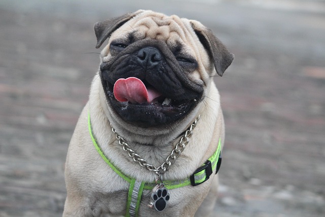 How to discipline a dog for aggression?