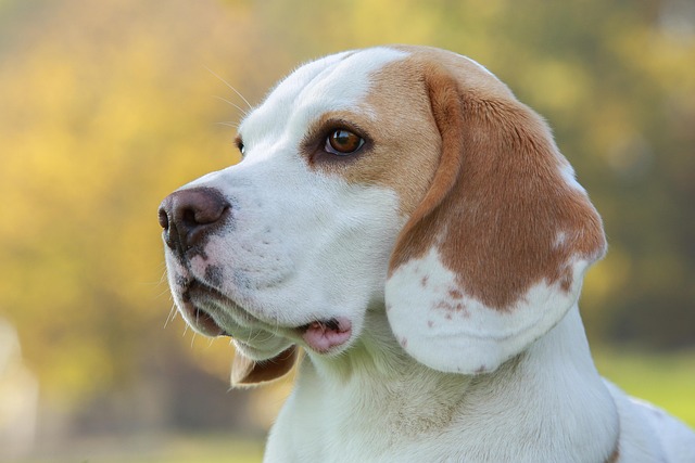 What is the normal body temperature for a dog in Celsius?