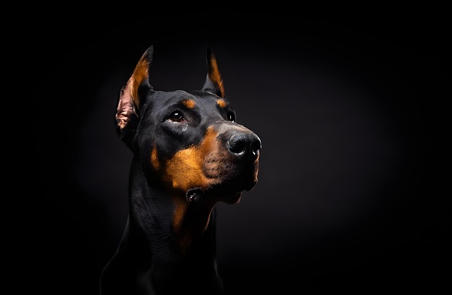 How to treat bladder worms in dogs