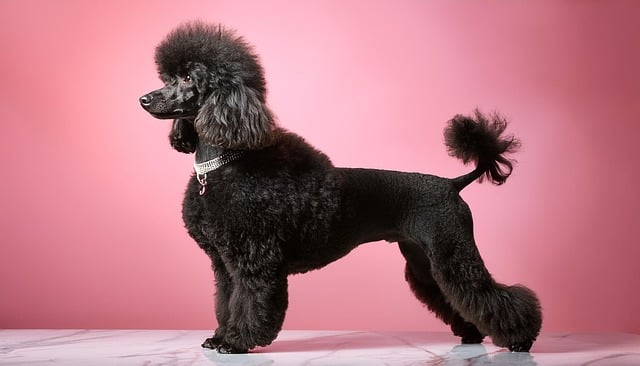 Effective ways to train Poodles to pick up things