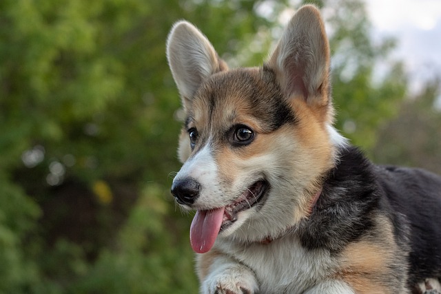 Treatment for hip dysplasia in Corgis