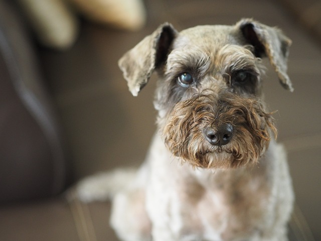 Dog hind leg weakness treatment