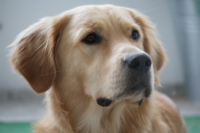 What can I feed my 3-month-old Golden Retriever?