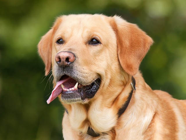 How to train Labradors for search and rescue tasks?