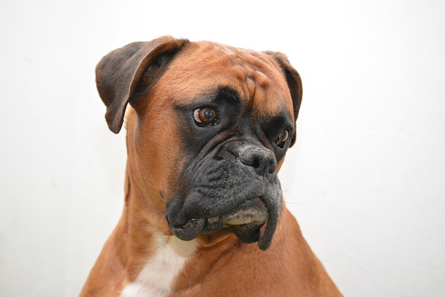What is the best protein for senior dogs?