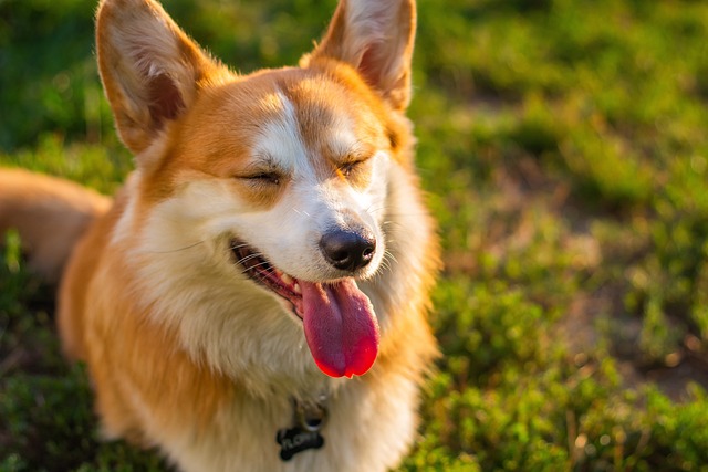 How to Train a Corgi to Poop Outside?