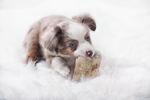 How do you treat a dog with a stroke?