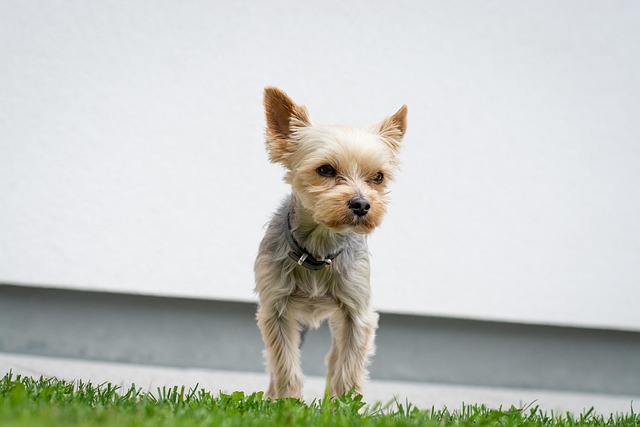 What is the best way to stop a dog barking all the time?