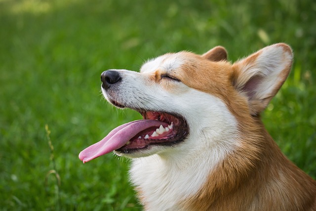 Treatment for intervertebral disc disease in Corgis