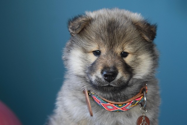 How to train a puppy to shake hands