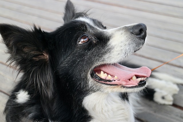 What is the additive for dogs bad breath