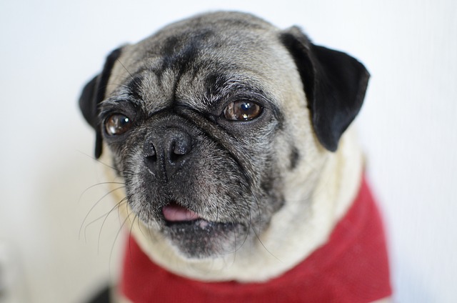 What medicine should be used for a pug with skin disease?